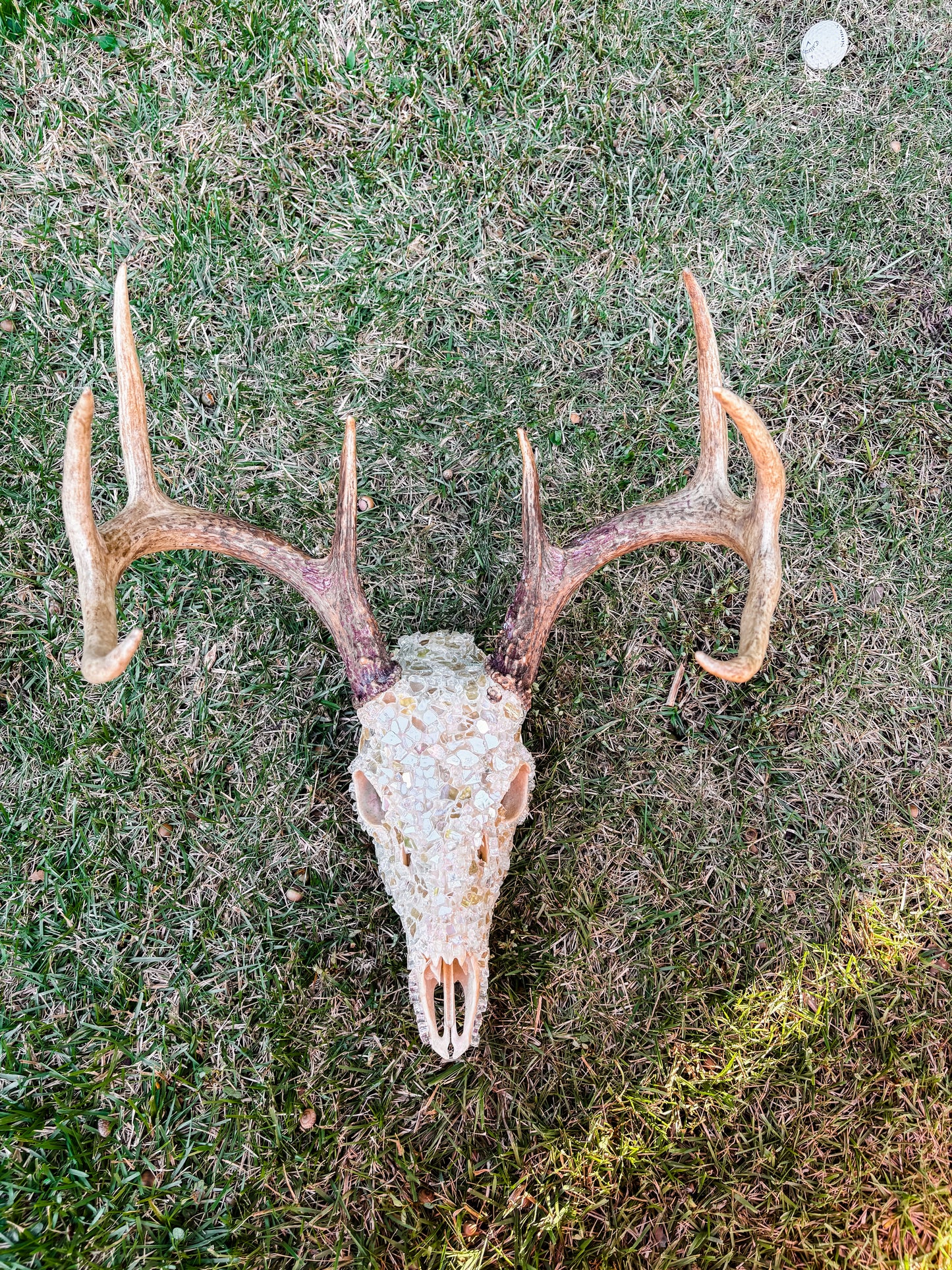 Glass Skull - Ivory